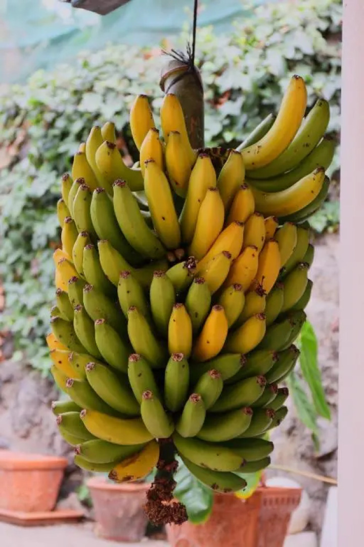 Penthause Apartment Villa Rosalva