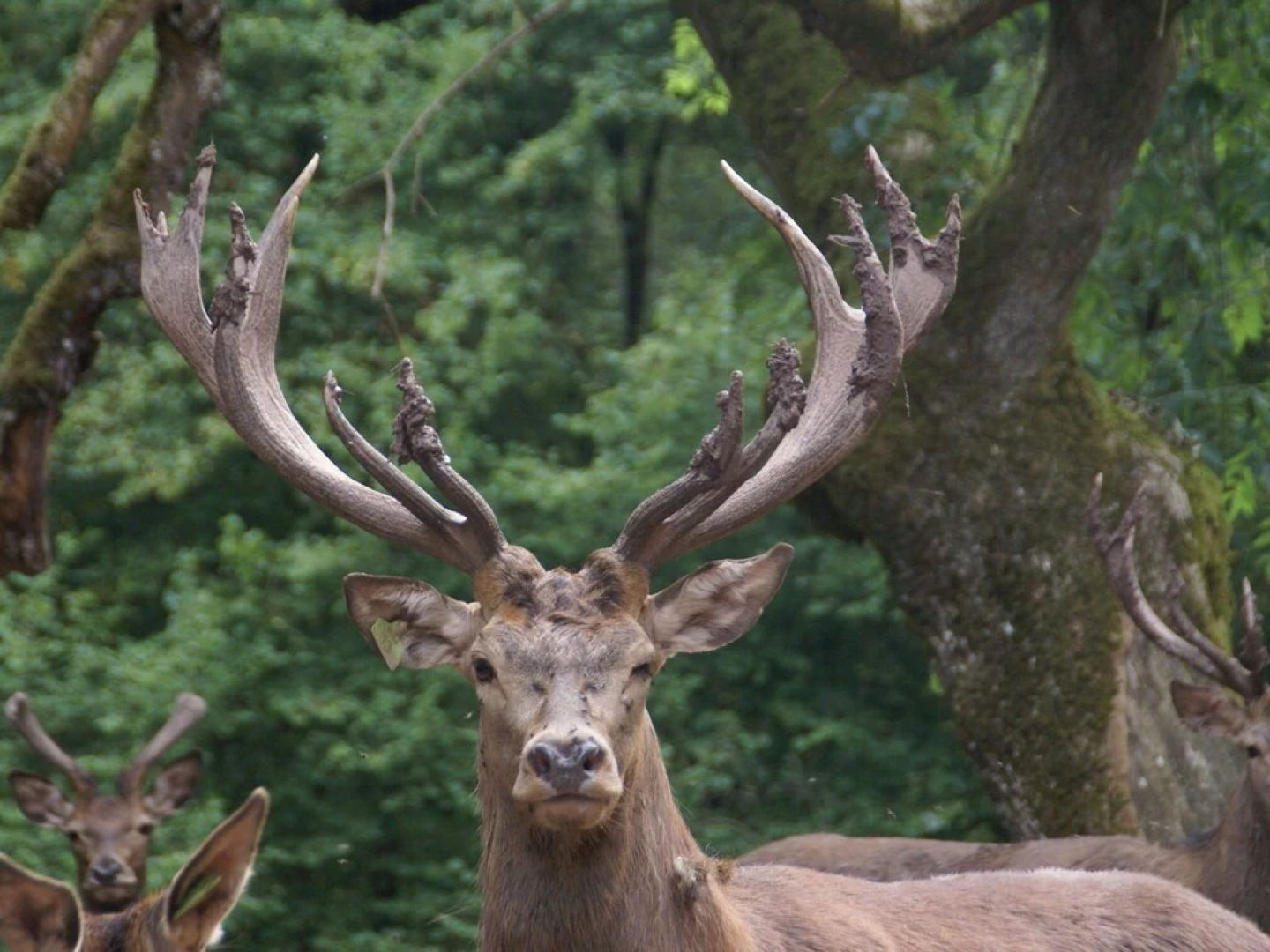 Wooden Chalet, Skiing in the Winter Season