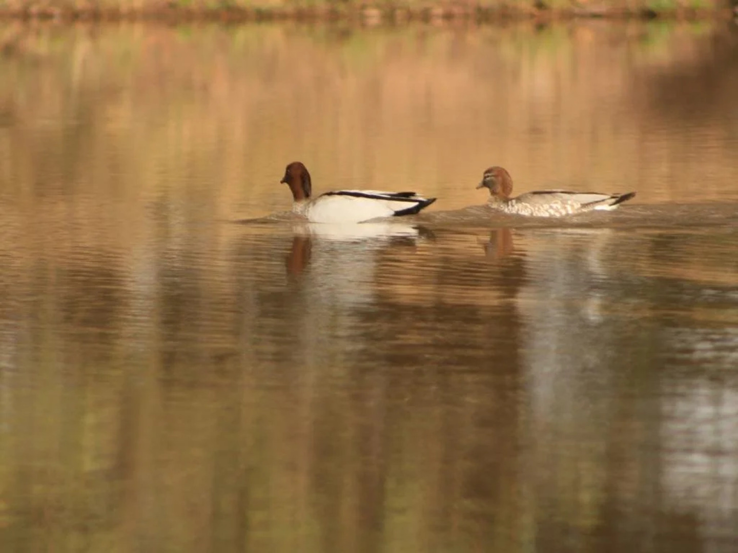 Gisborne Peak Winery Cottages