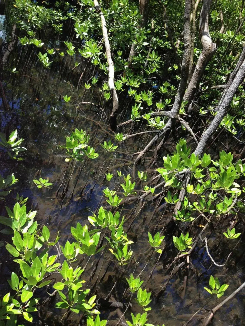 Papago International Resort Palau