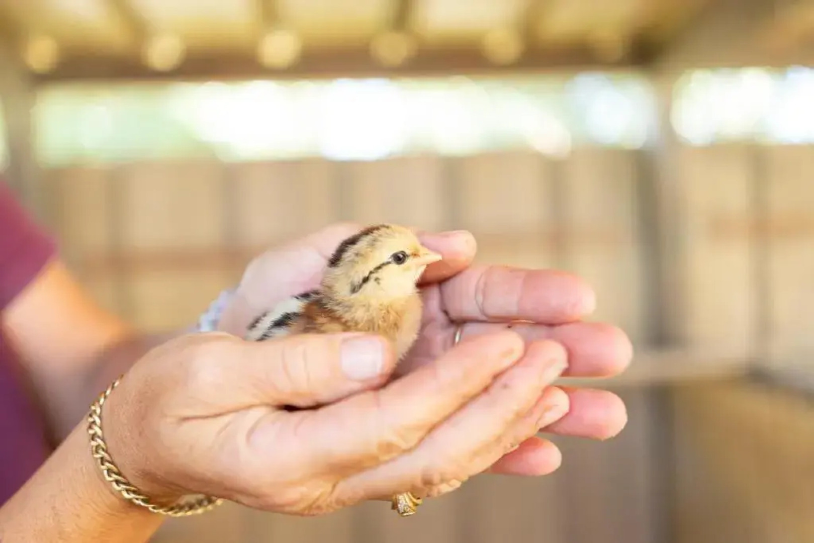 Azienda Agrituristica Cappellese