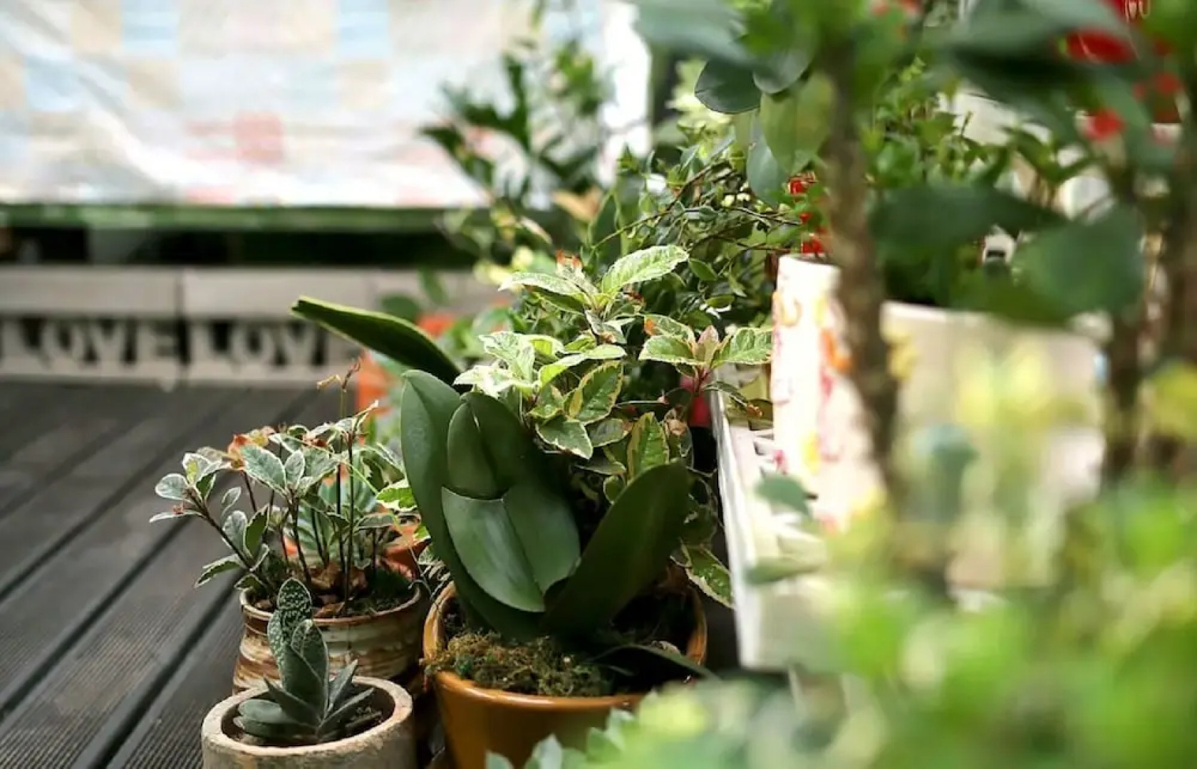 Daegwallyeong Wild Floaroma Pension