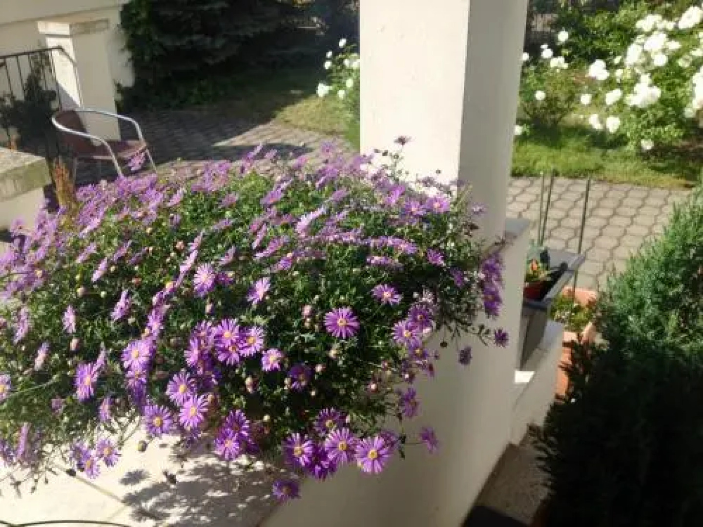 Apartments Villa Whitehouse