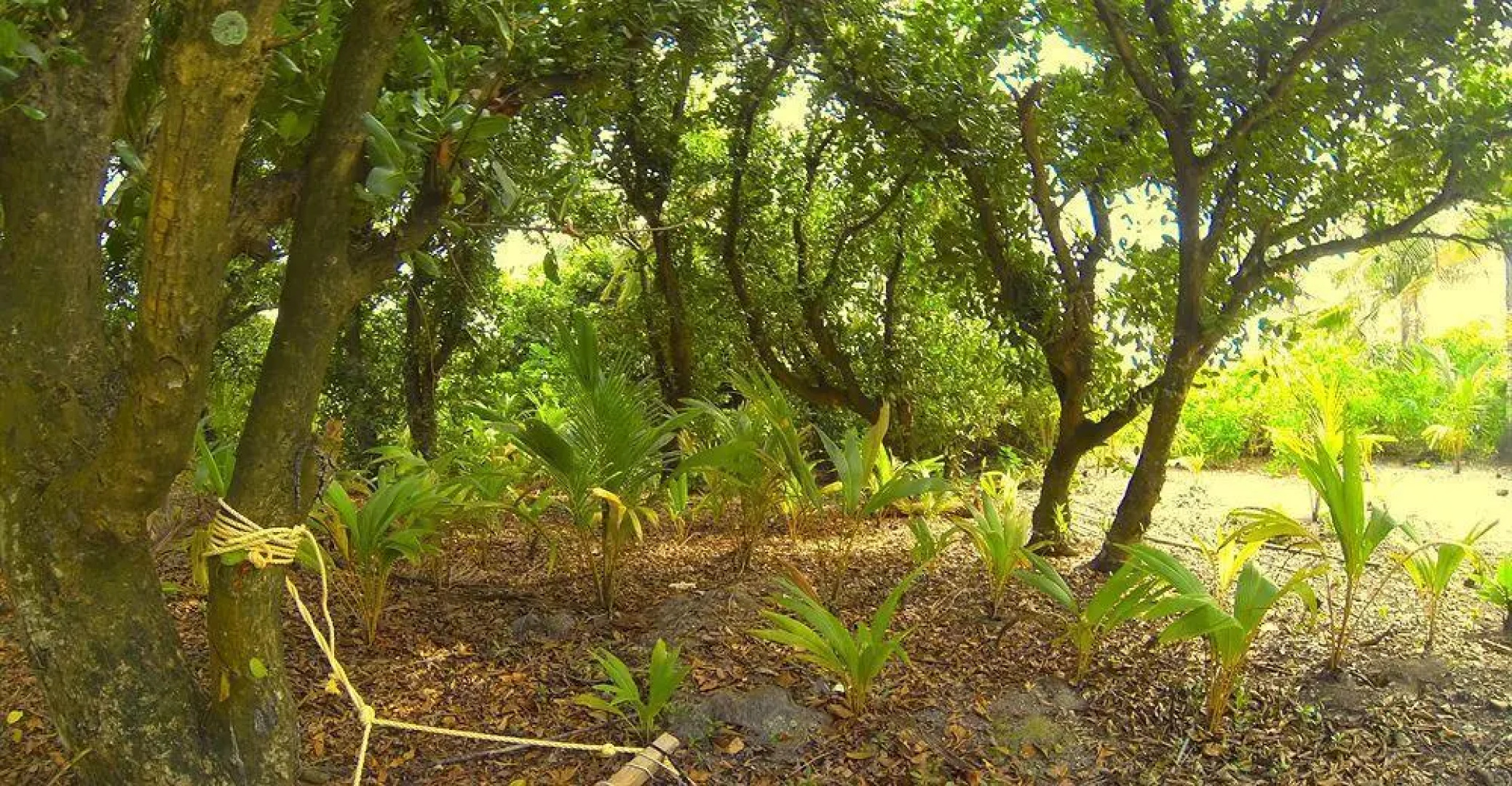 Viluxer Retreat Maldives