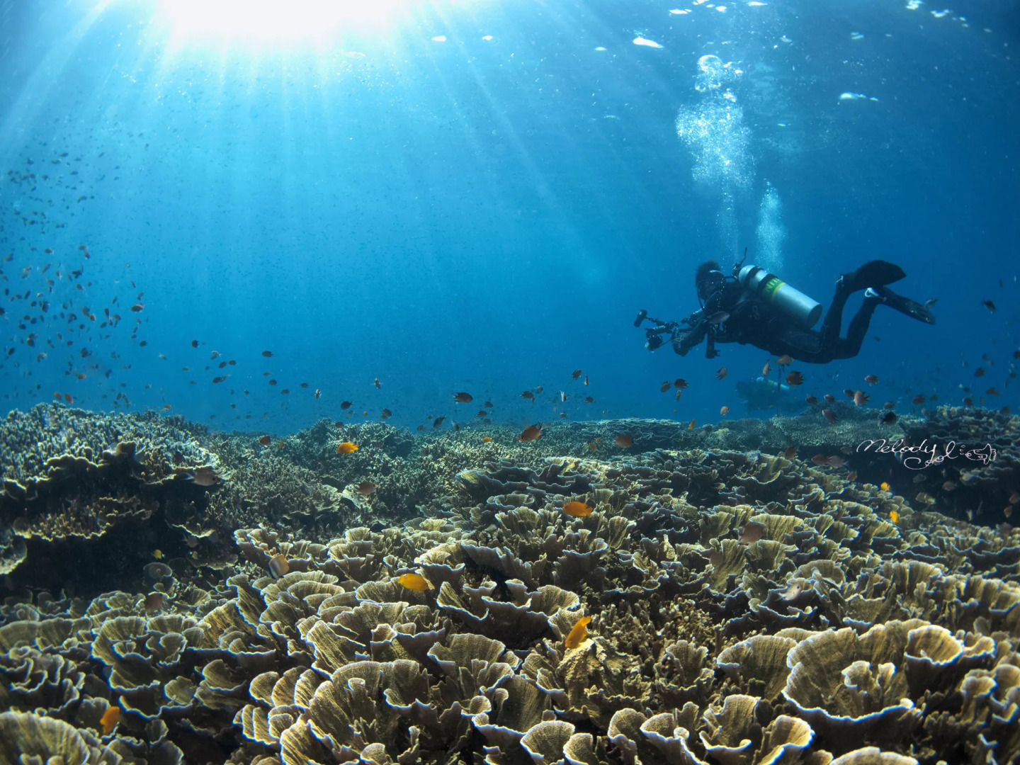 Turtle Bay Dive Resort
