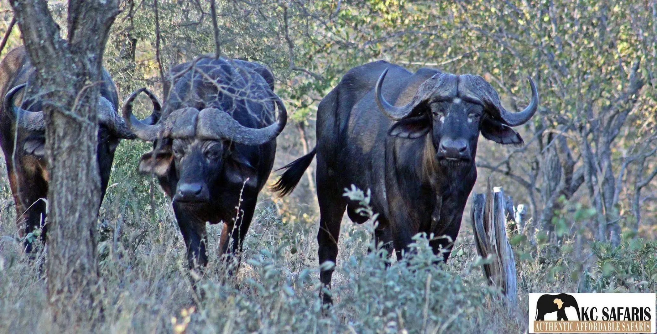 Roamers Rest Safari Lodge