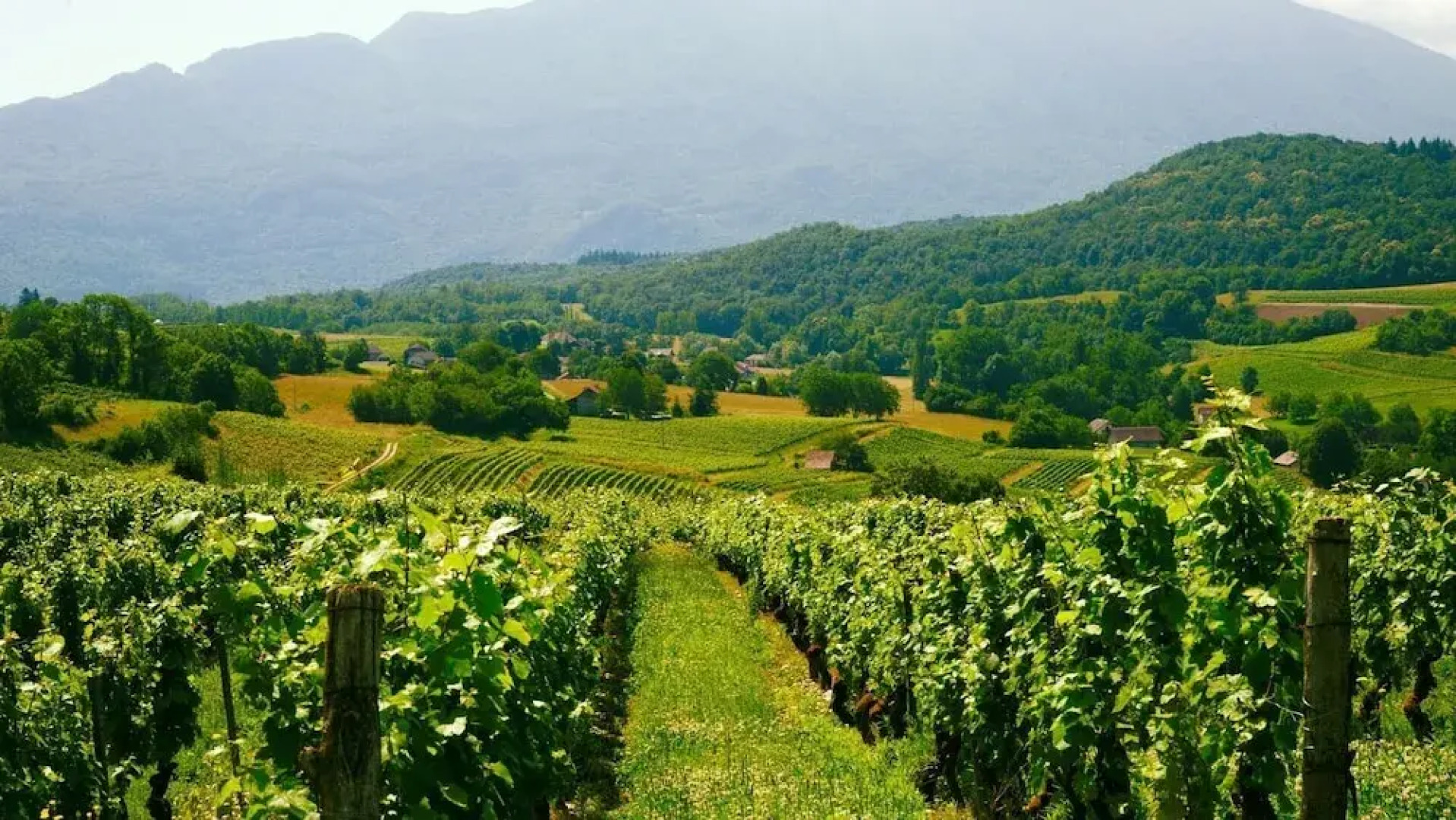 Domaine Carrel & Senger