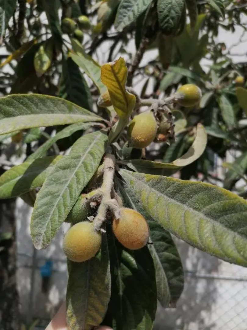 Detached renovated cottage with a garden 3 min walk from the beach