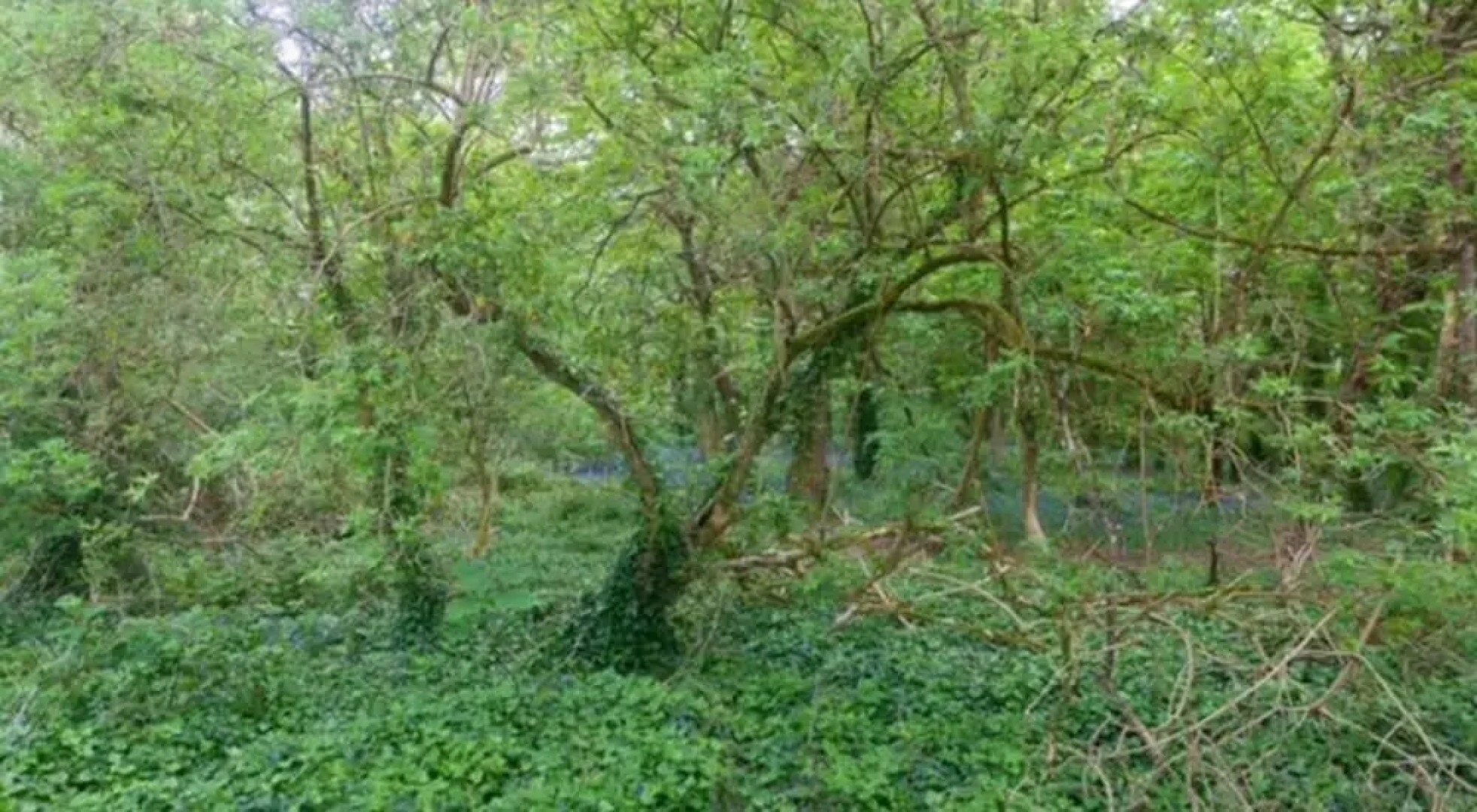 Rebels Retreat - 2-bed Chalet nr St Ives & Hayle