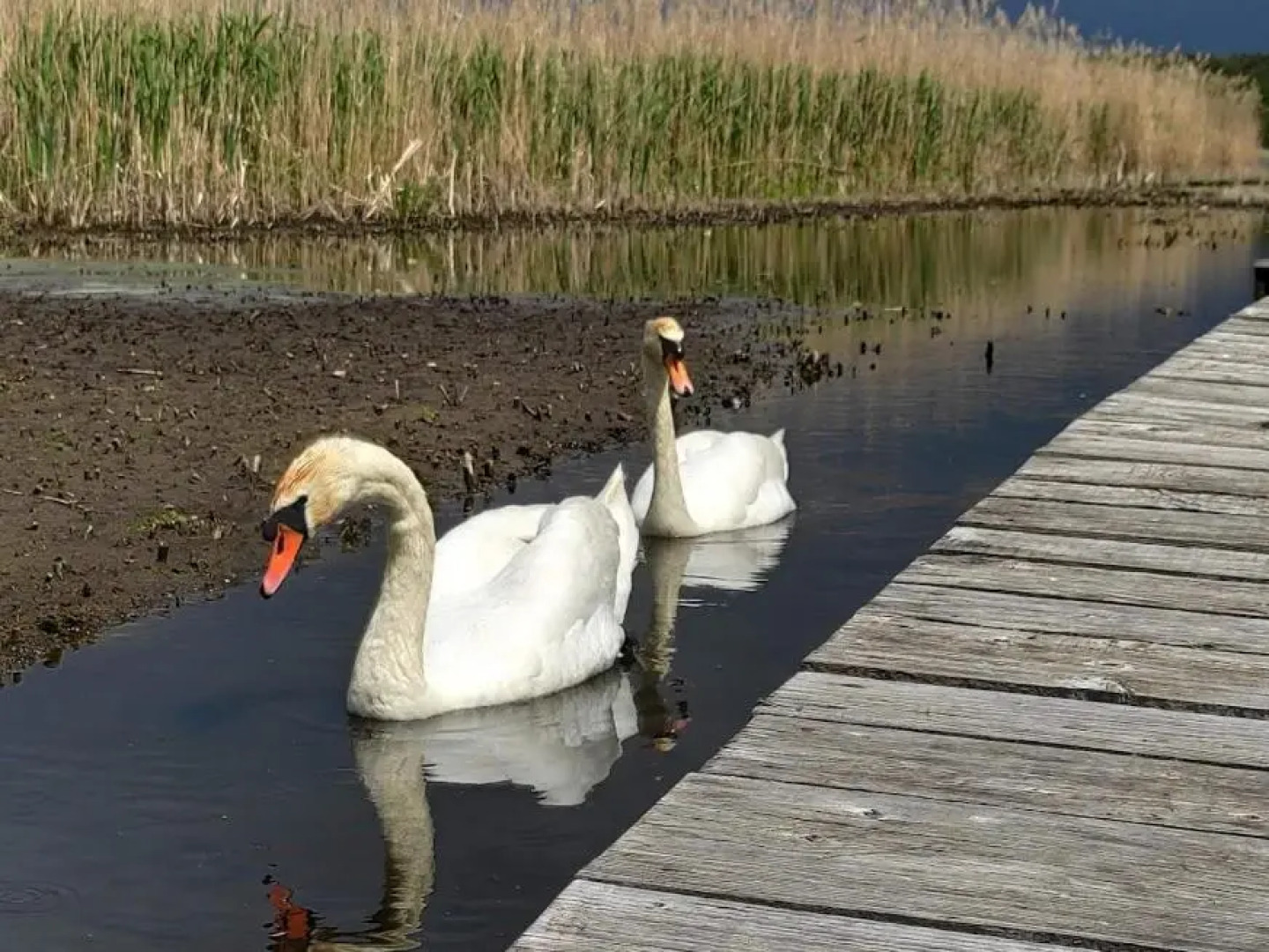 Domki letniskowe PLUSK