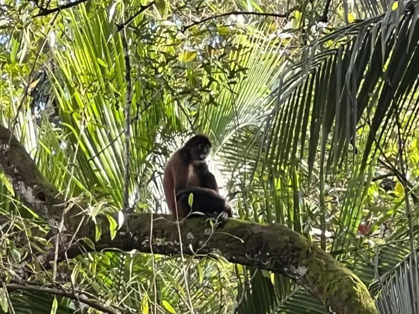 Palapa Hut Hostel & Camping