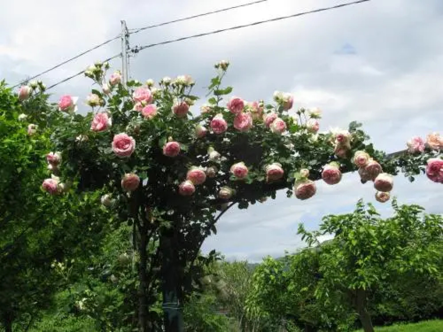 Agriturismo La Vigna