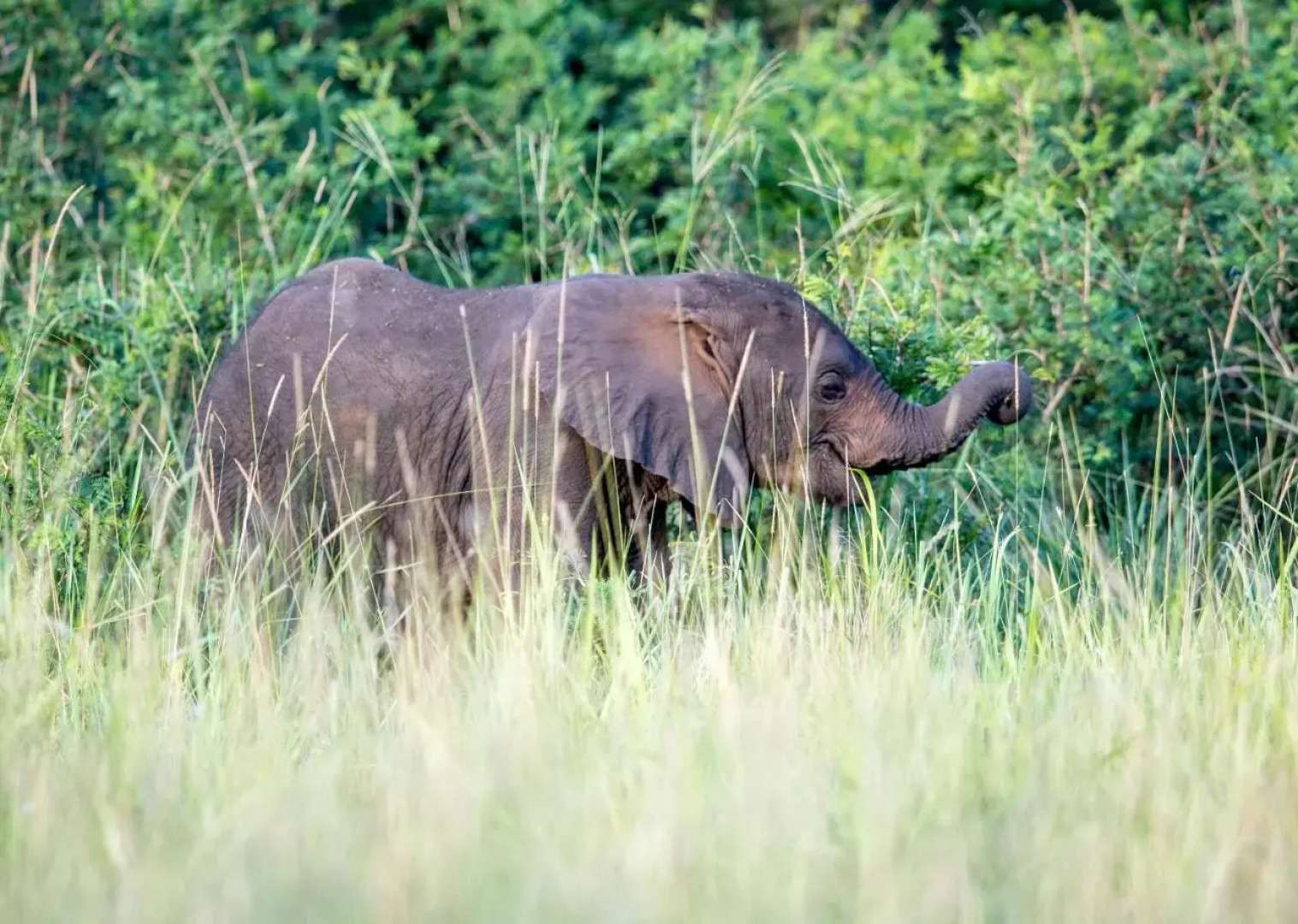Royal Thonga Safari Lodge