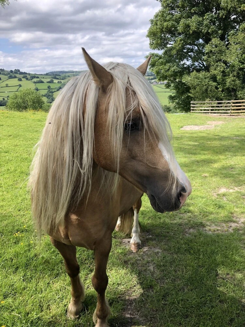 The Peacock Shepherds Hut at Hafoty Boeth
