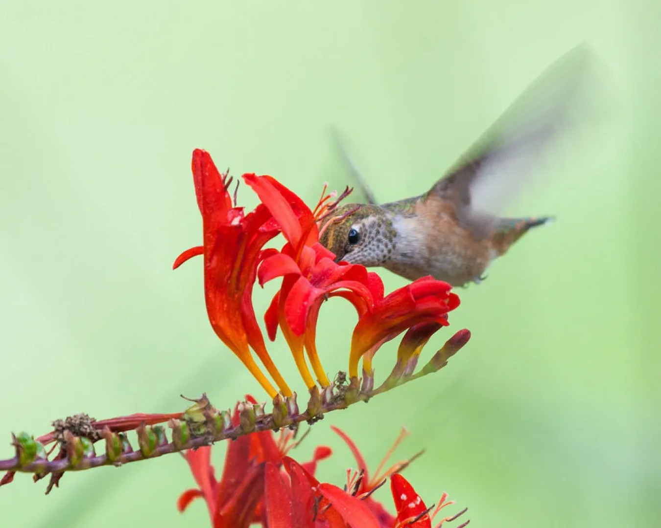 Sea Cliff Gardens Bed & Breakfast
