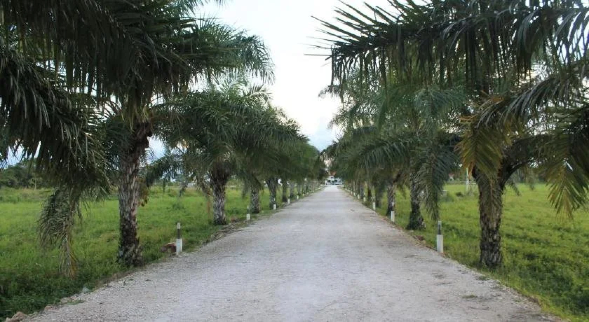 Real Primaveras Campestre