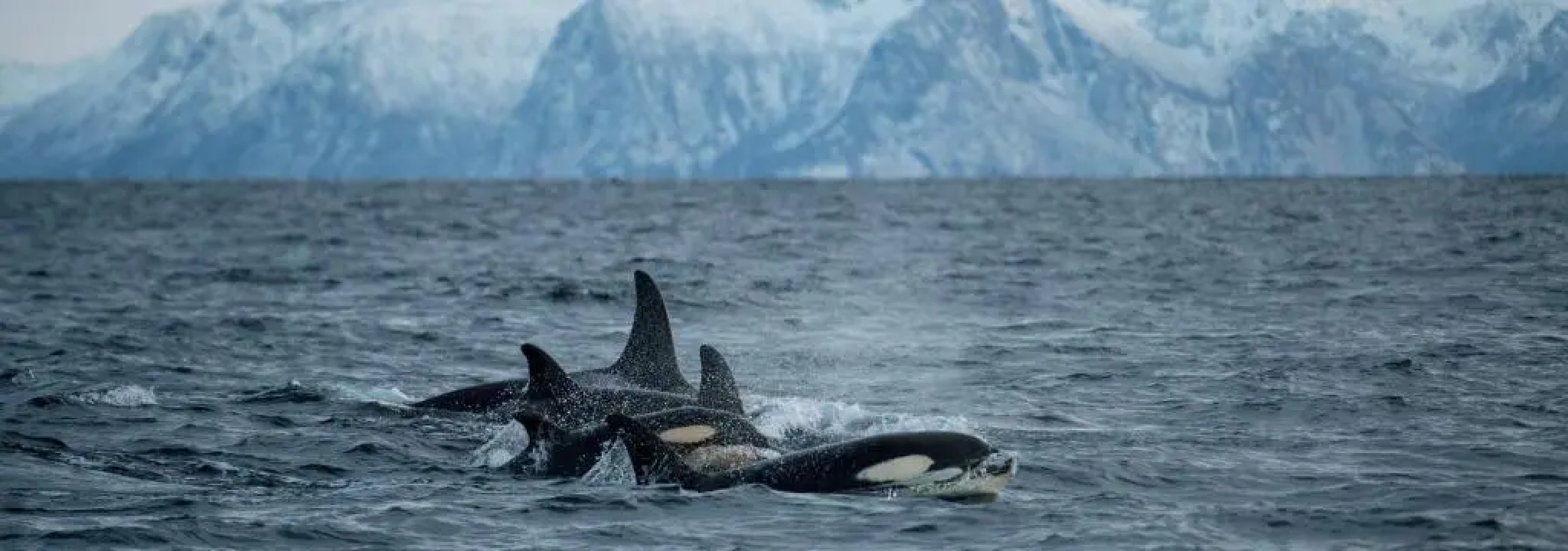 Ellingsen Apartment - Falcks Gate