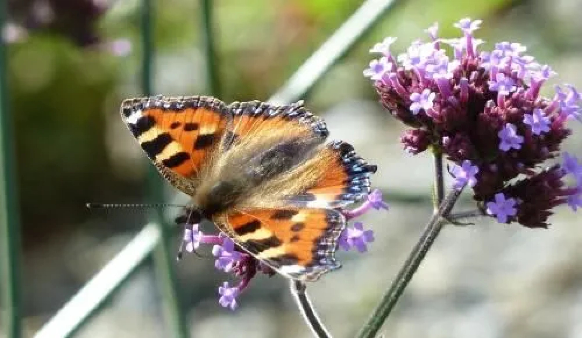 Willowbrook Bed & Breakfast