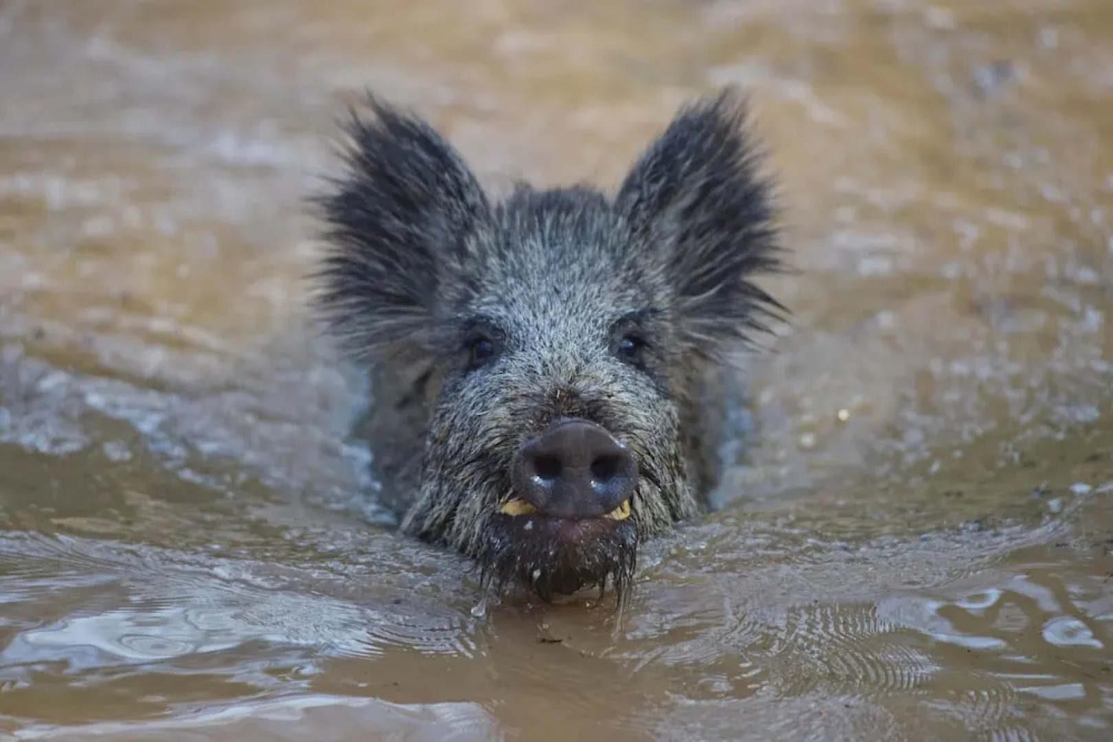 Schmankerl Hotel Bauer