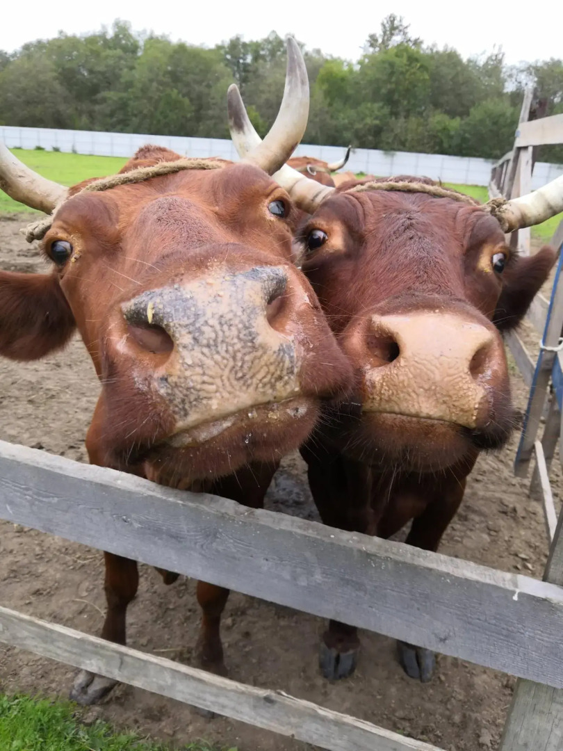 Усадьба Красивая