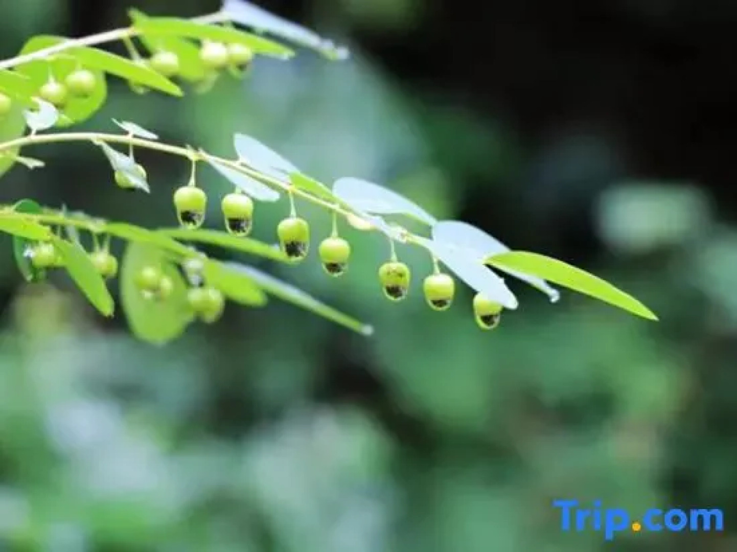 Zizai Pingjiang Wild Luxury Resort