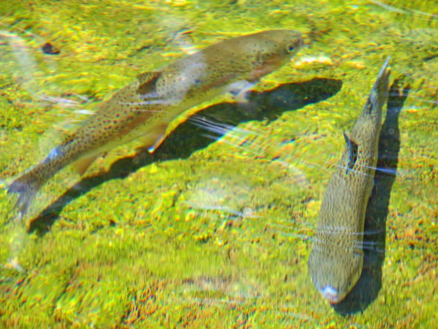 Waldhotel Felsenkeller