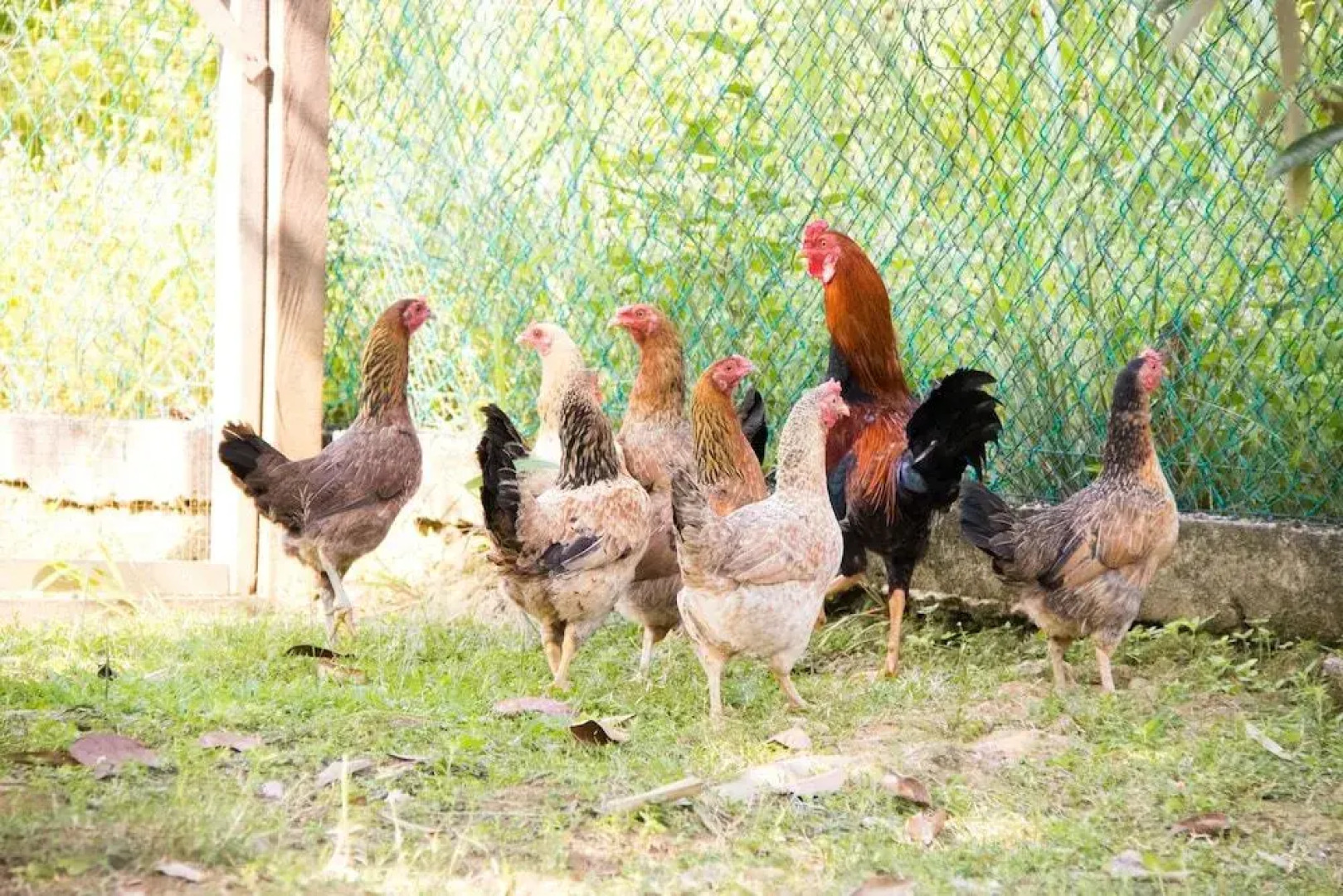 Kampung Bongsu Farm Stay