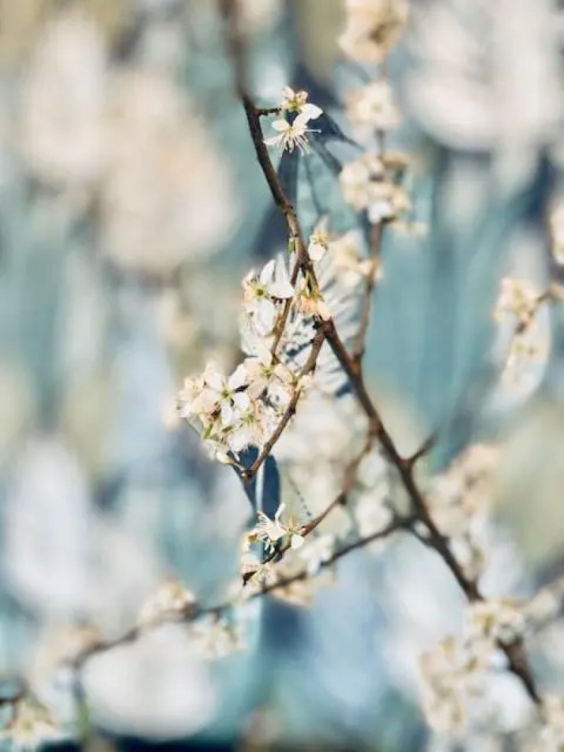 The Green House Lodge