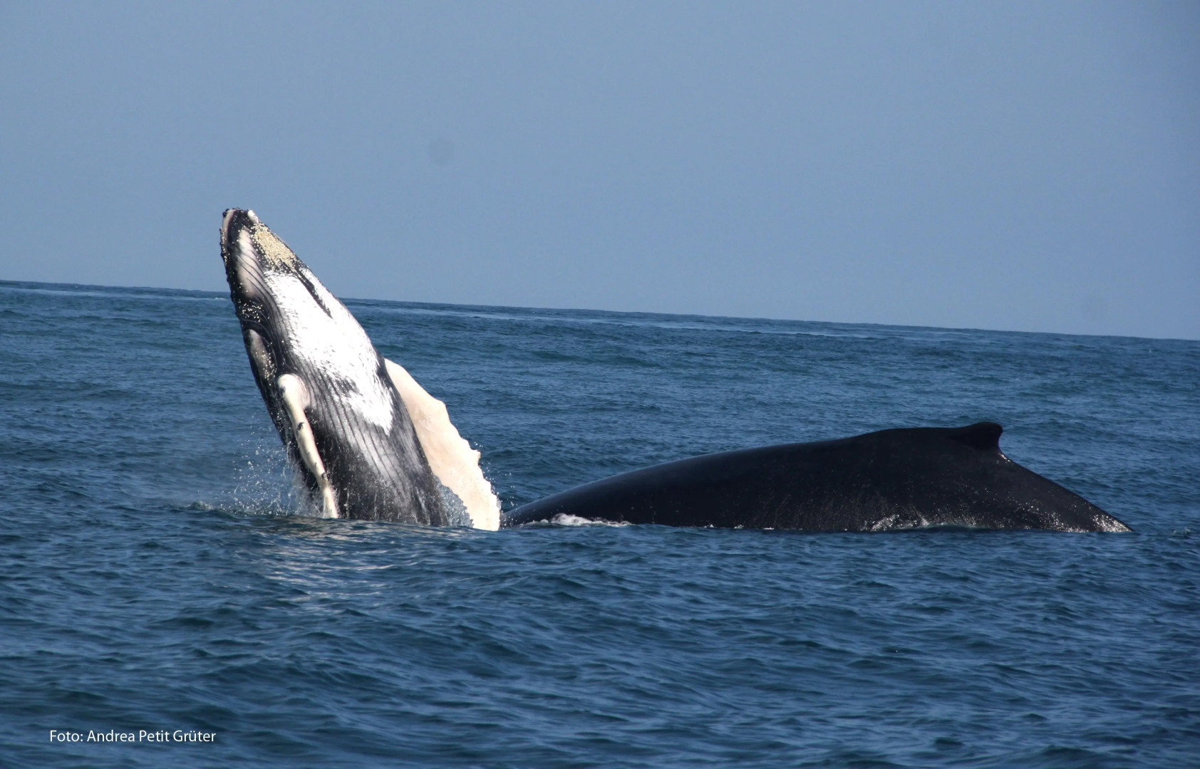 Apart Hotel Las Cherelas