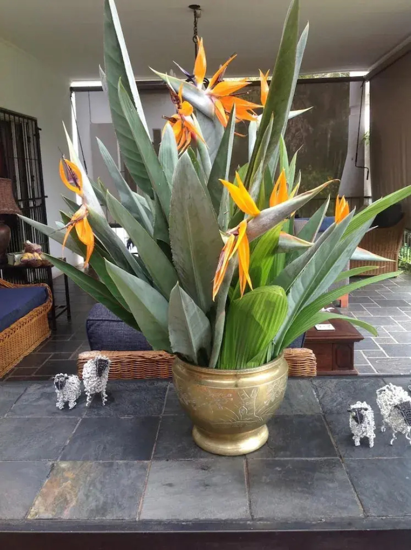 Plumbago Guest House