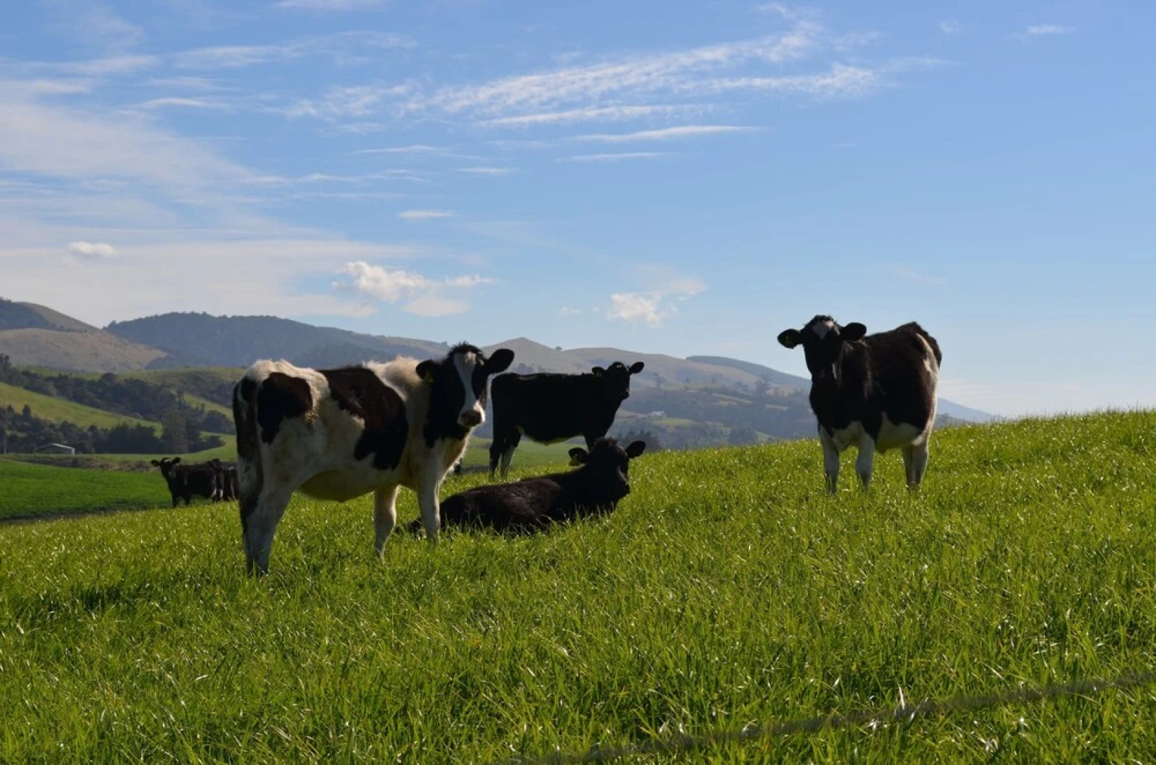 The Cloan At The Catlins