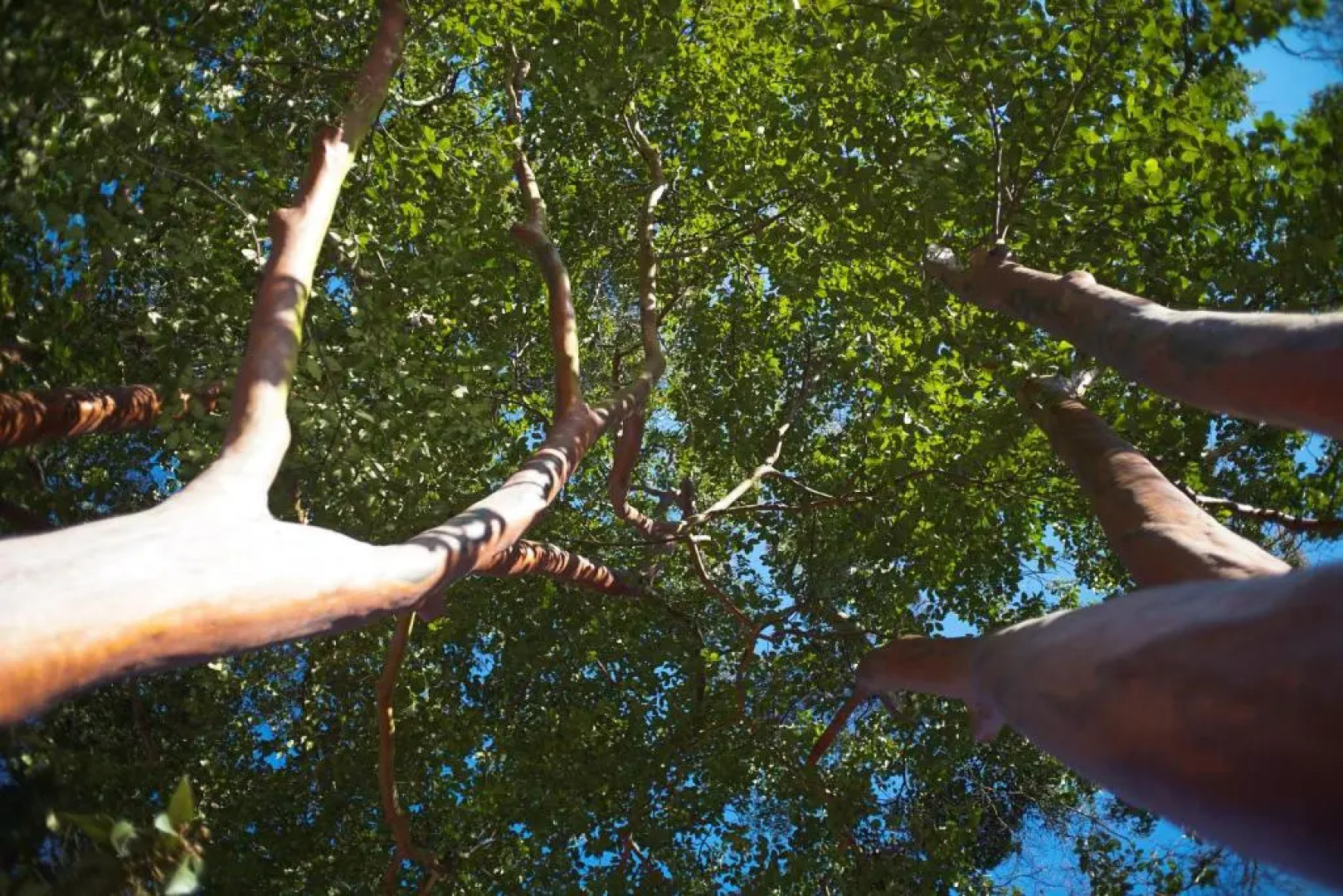 Eco Resort Bela Riba