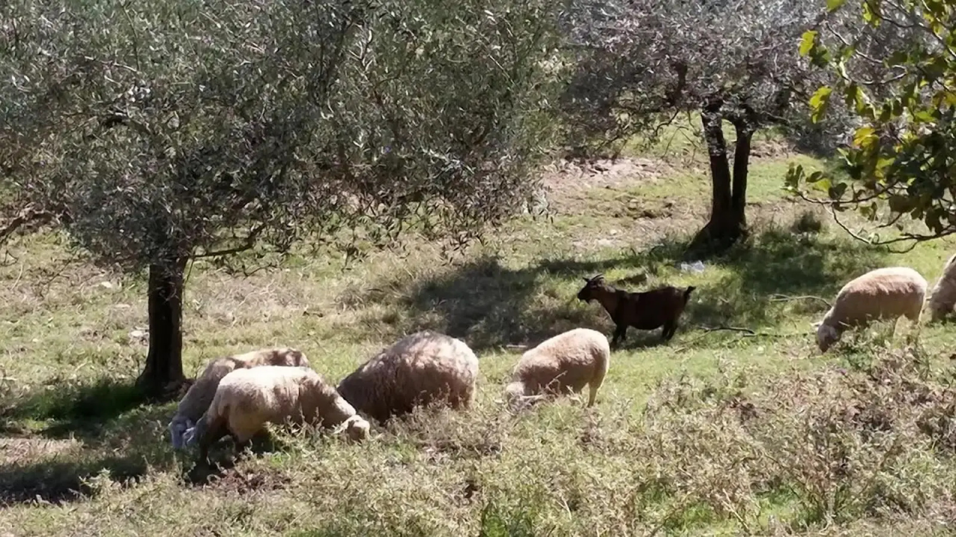 Società Agricola F.lli Angelucci