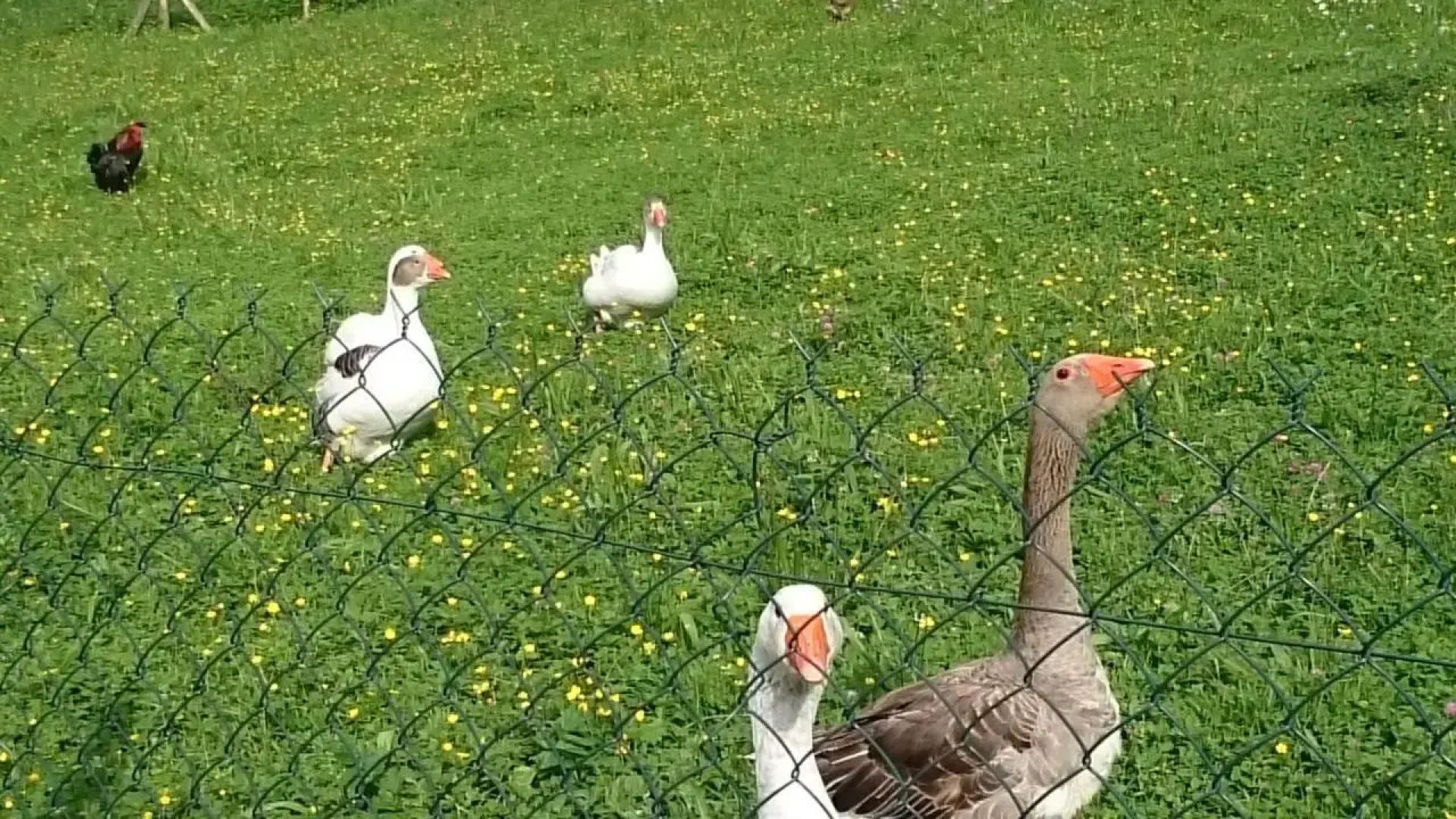 Studio chez Lili dans ferme familiale