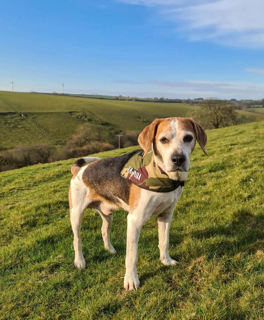Ta Mill Holiday Cottages & Lodges - Forge Cottage