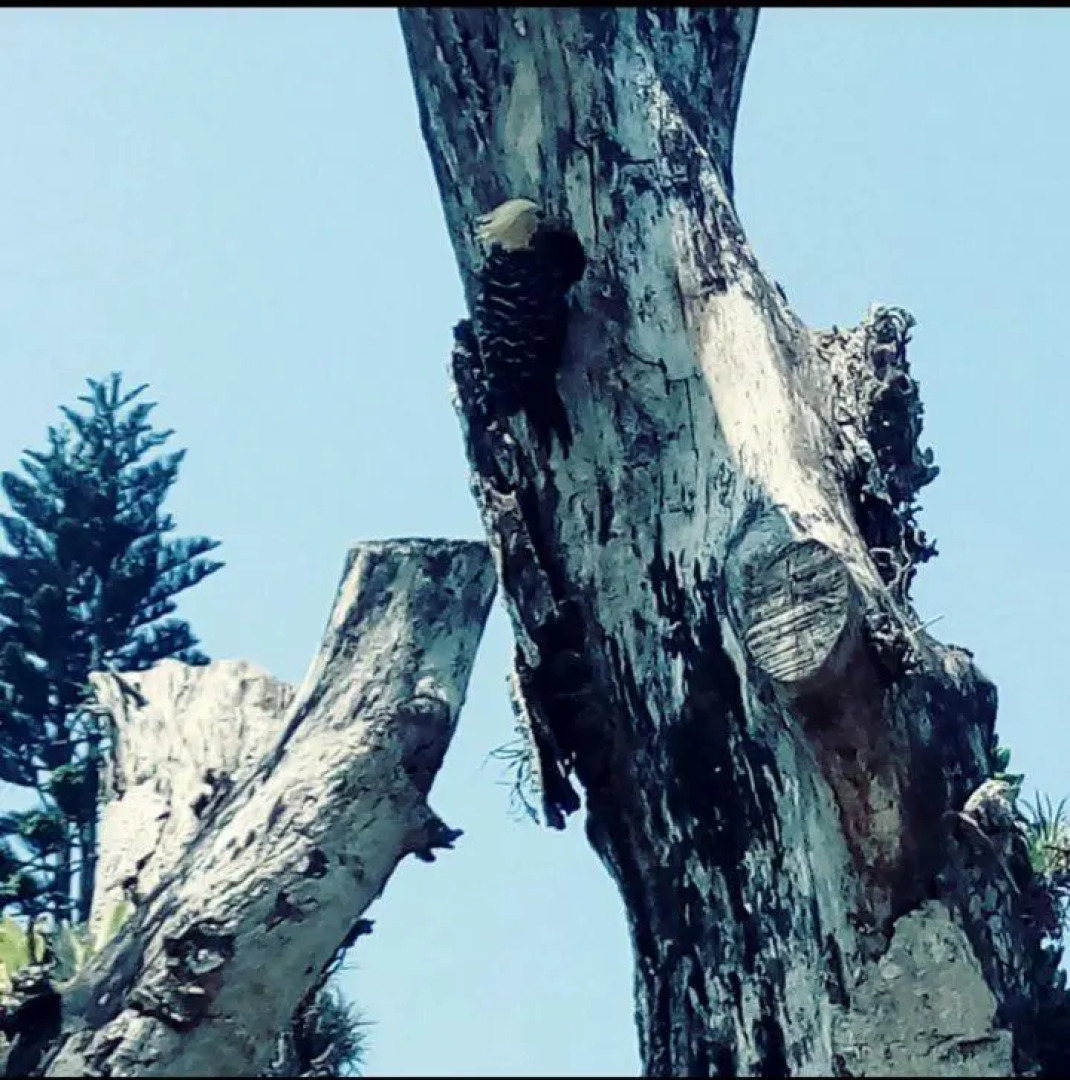 Pousada Recanto Belas Artes