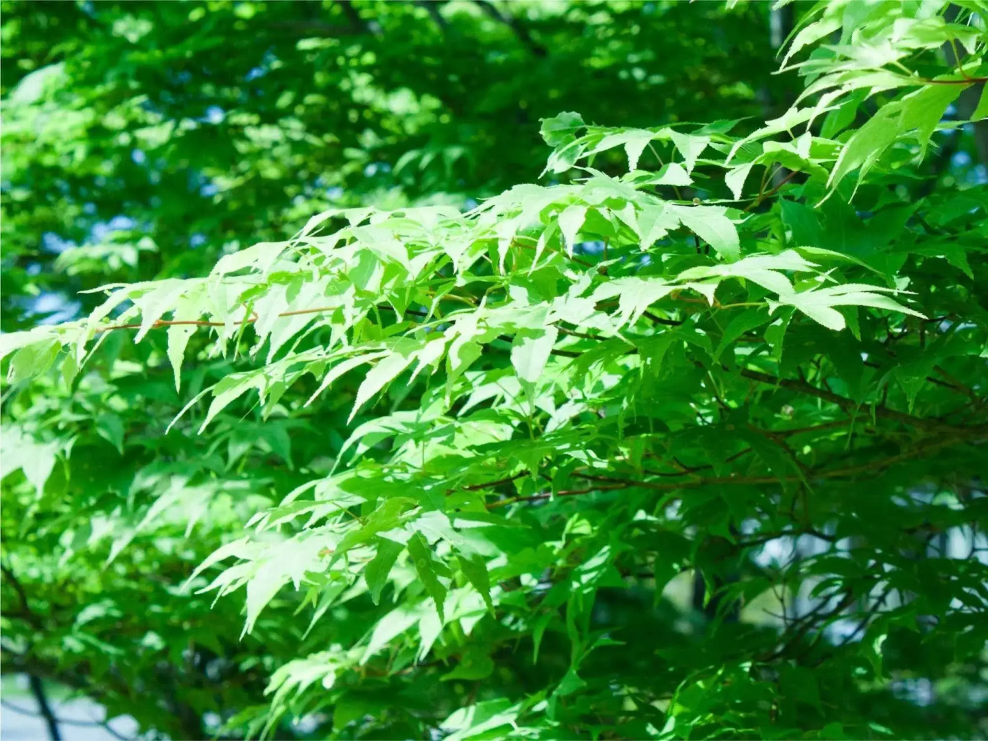 Mercure Urabandai Resort & Spa