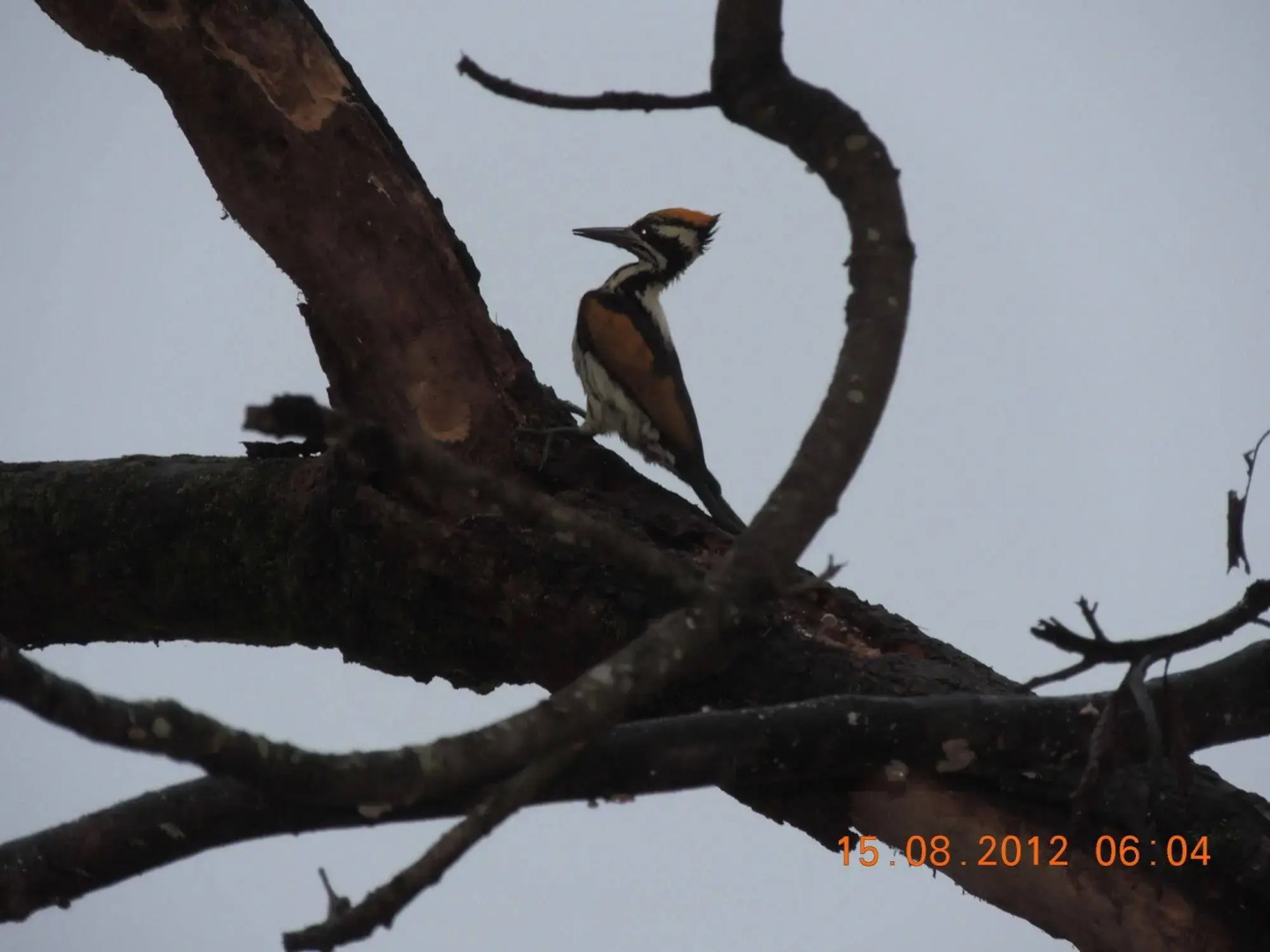 Windsor Tiger Resort