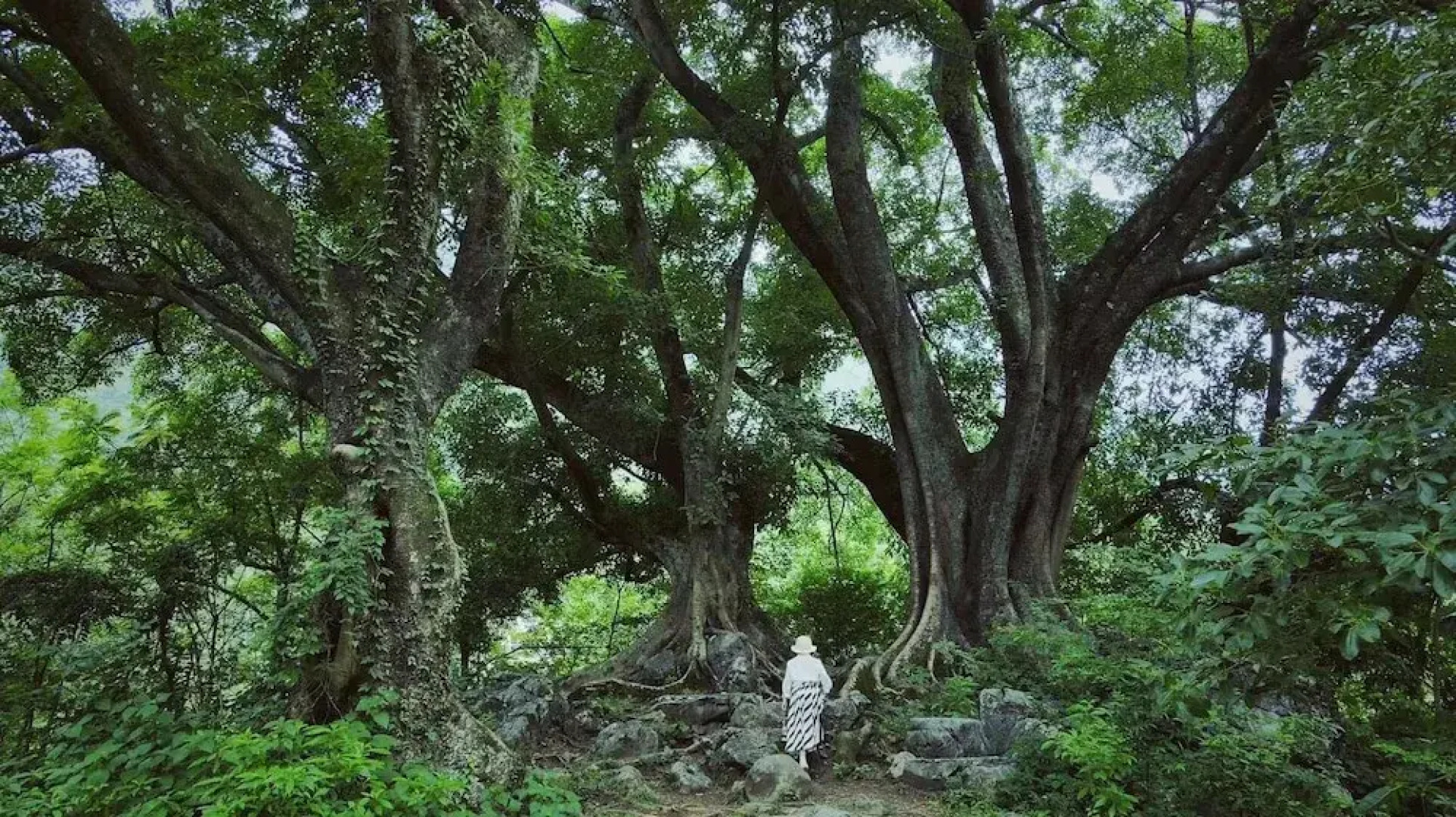 Zhensu Canyon Sanctuary