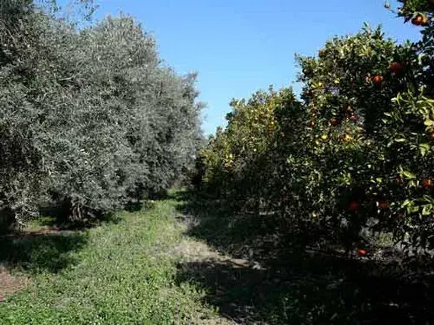 Valencia Grove Villa