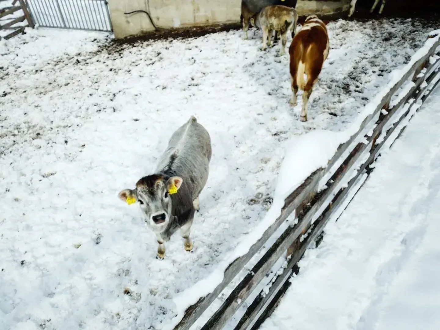 Apartment in Kaunerberg Near Ski Resort