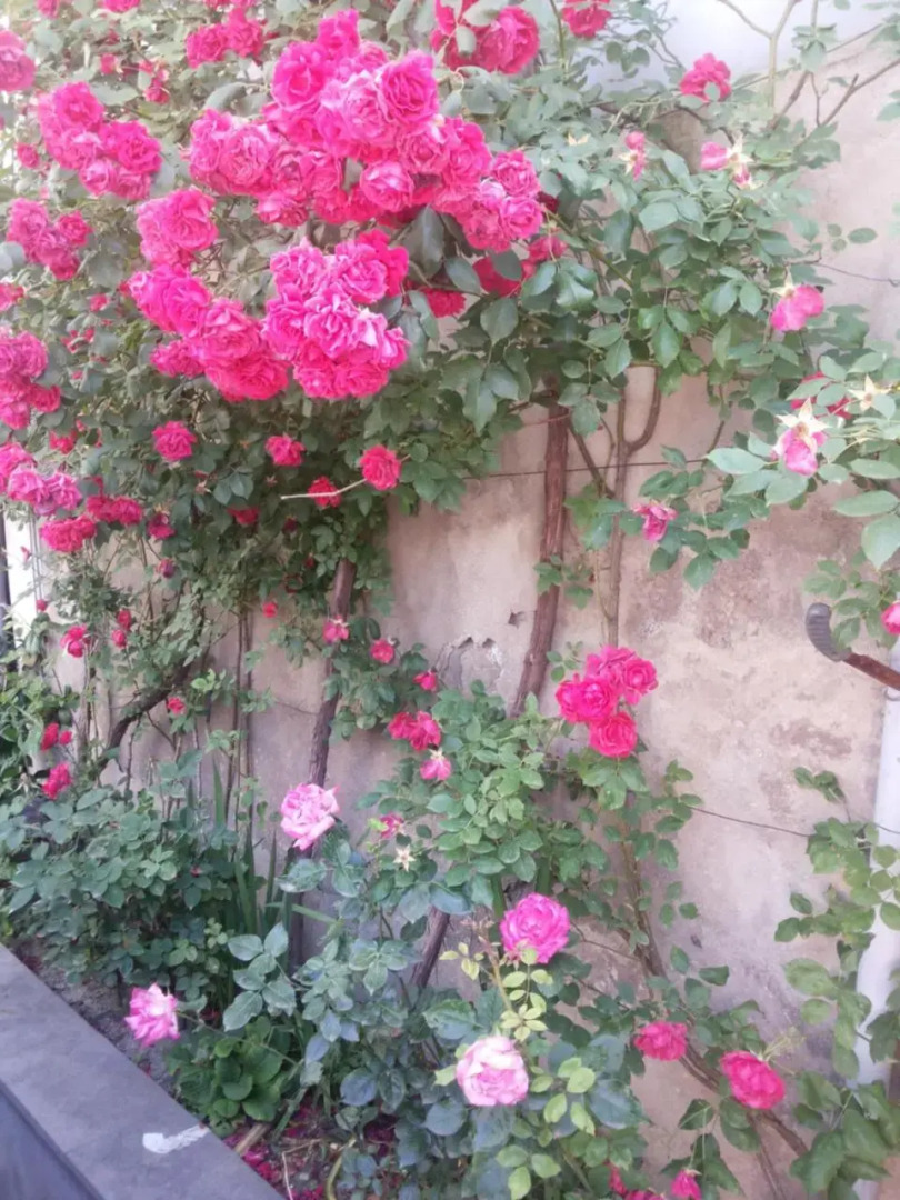 Svetlana Guest House