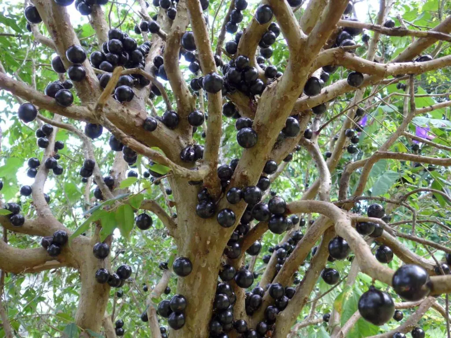 Wharepuke Subtropical Accommodation