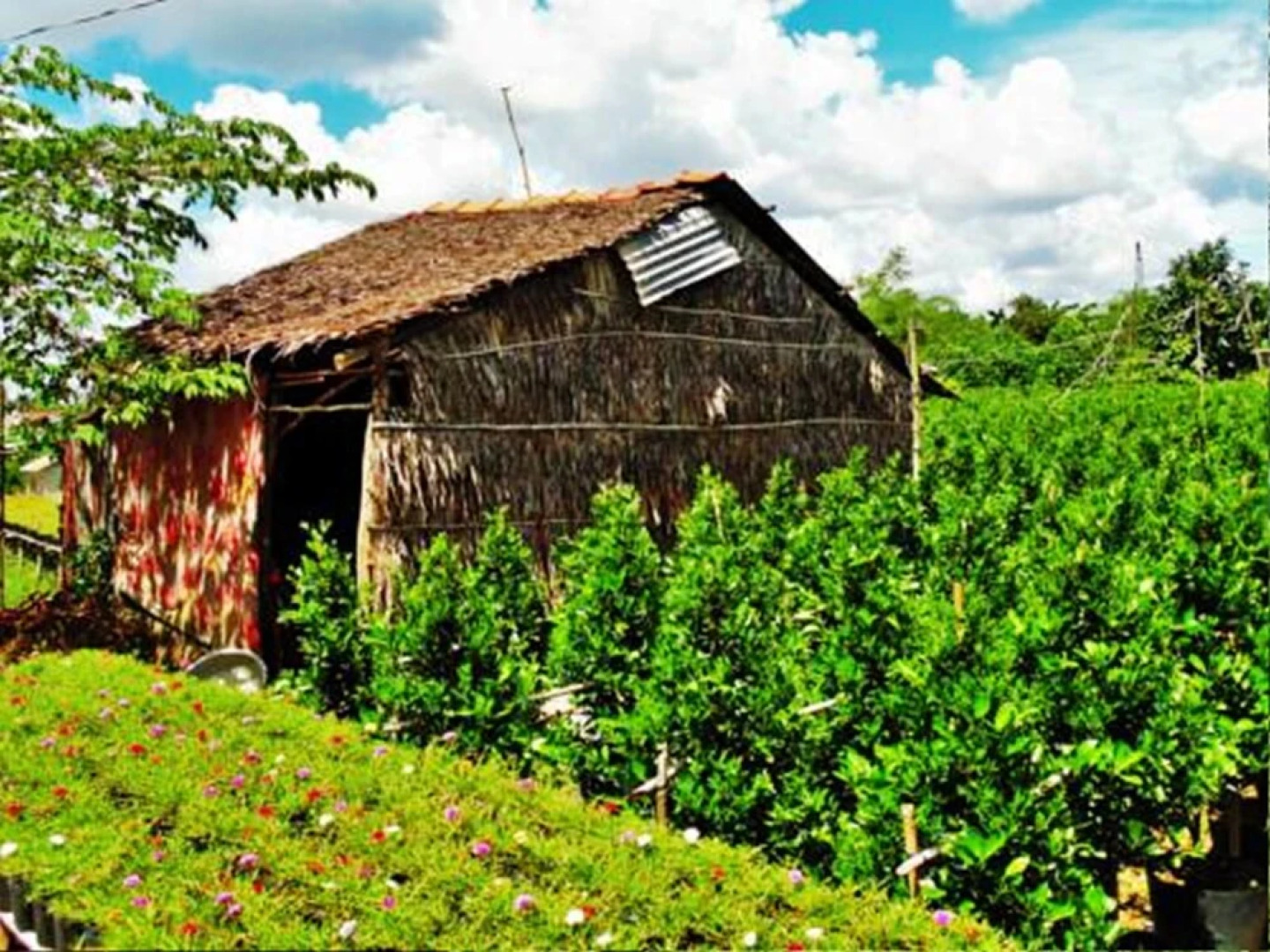 Flower Village Homestay