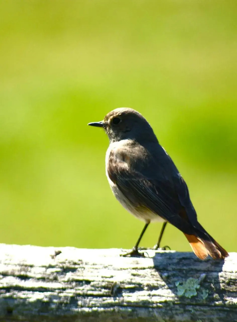 Restaurante y Alojamiento Can Mach
