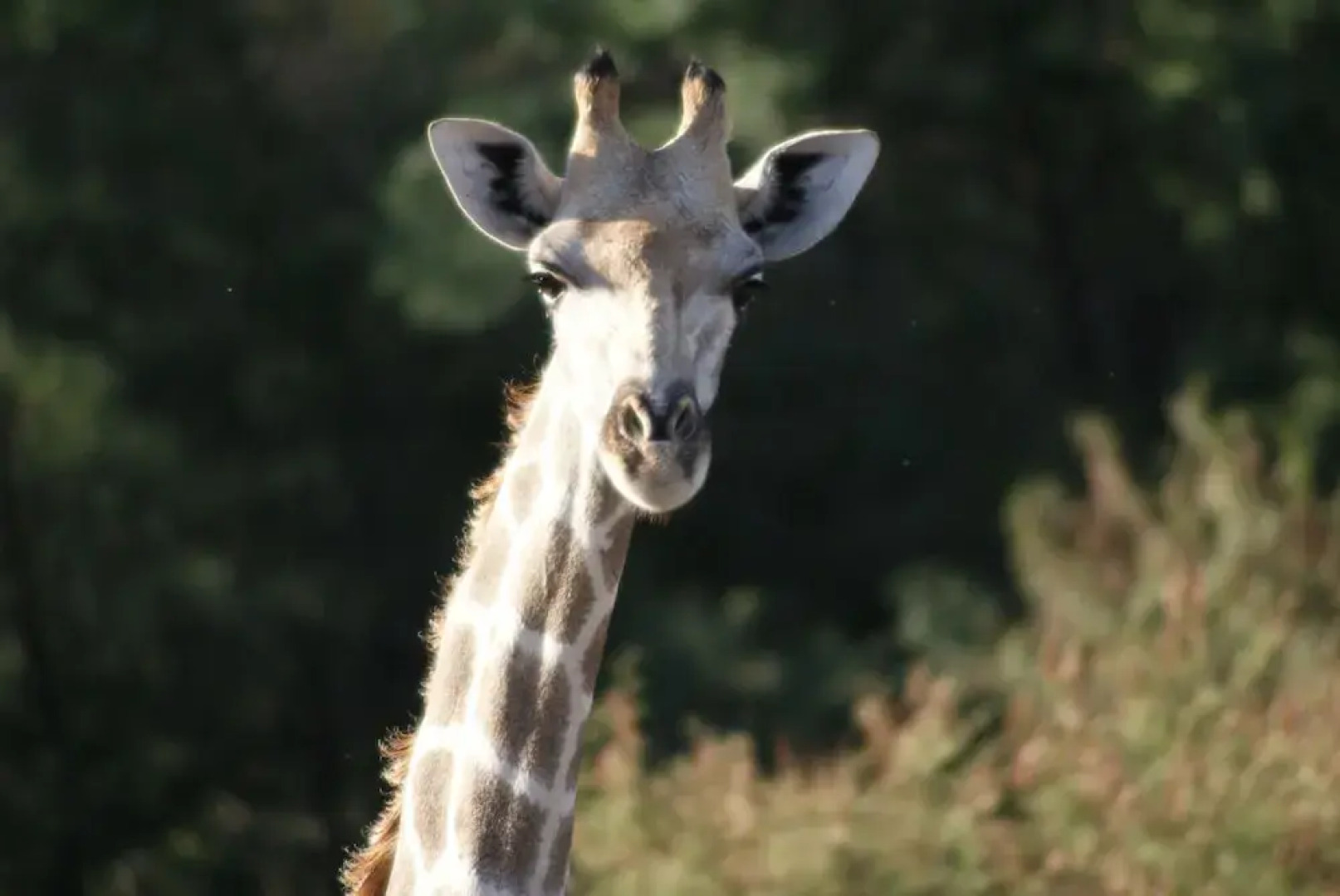 Zwartberg View Mountain Lodge