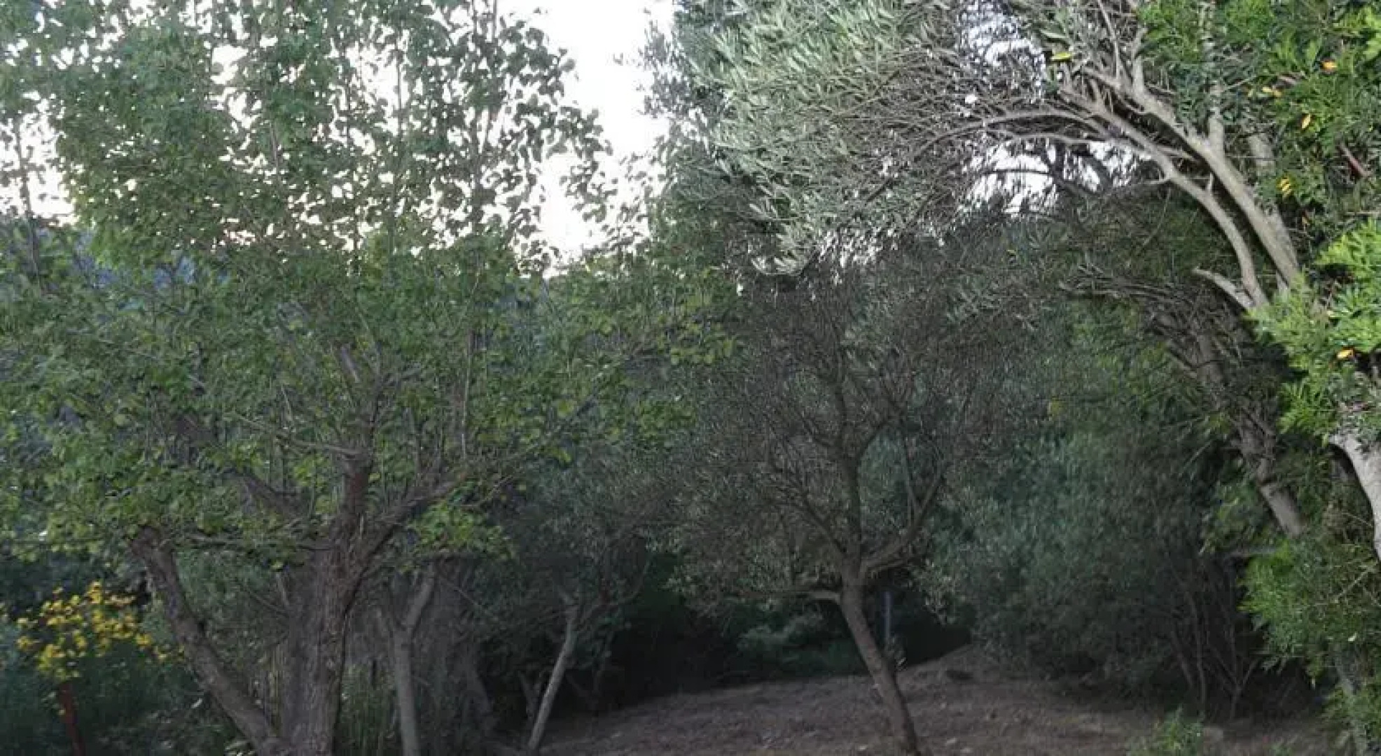 La gatta del cilento