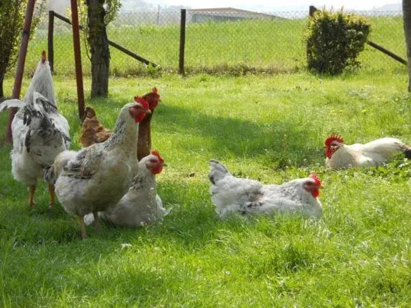 Agriturismo La Tintoria