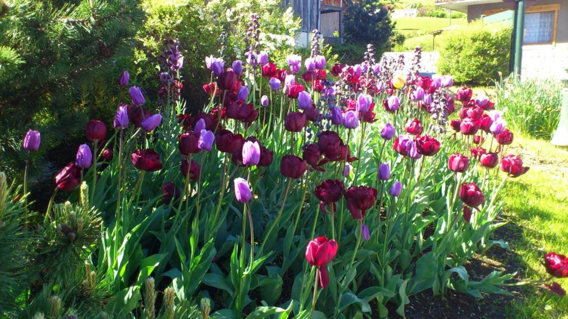 Vue Mont Blanc et toute la chaîne