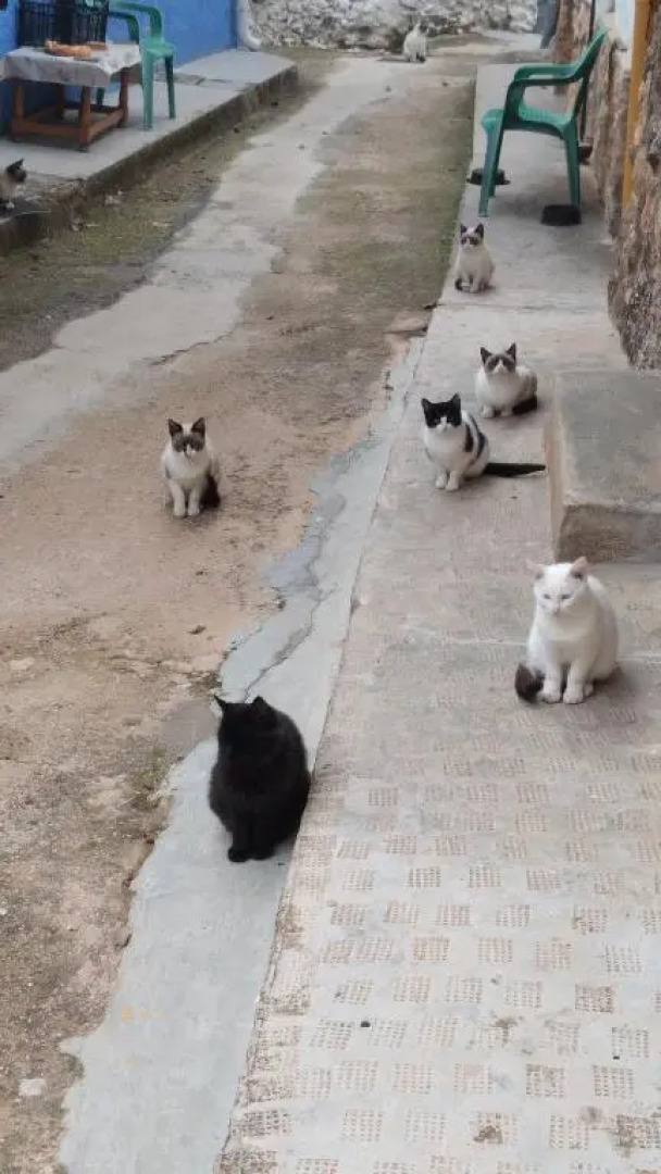 Apartamentos El Callejón